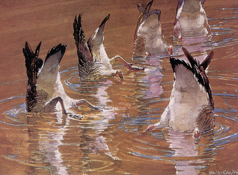 [FlowerChild scans - Wildlife-Birds] Painted by David Rankin, Bottoms Up (dipping ducks); DISPLAY FULL IMAGE.