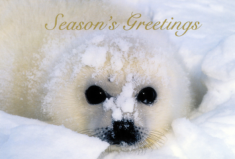 [FlowerChild scans] Christmas Card - Harp Seal pup; DISPLAY FULL IMAGE.