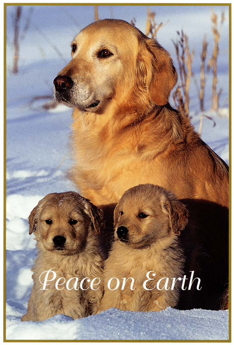 [FlowerChild scans] Christmas Card - Lab & puppies; DISPLAY FULL IMAGE.