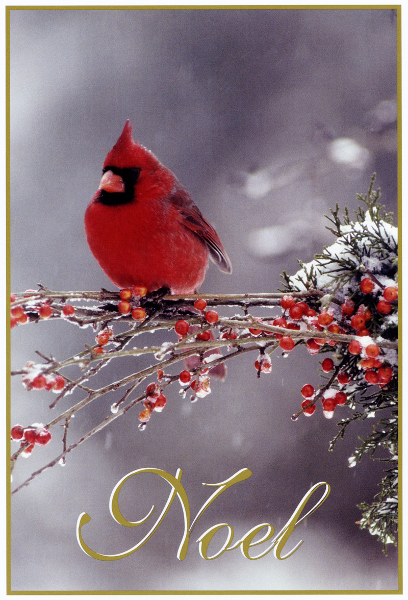 [FlowerChild scans] Christmas Card - Cardinal; DISPLAY FULL IMAGE.