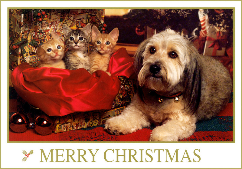 [FlowerChild scans] Christmas Card - Puppy & Kittens; DISPLAY FULL IMAGE.