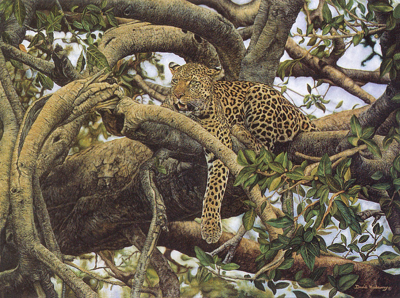 [FlowerChild scans] Painted by David Hadaway, The Lookout (Leopard); DISPLAY FULL IMAGE.