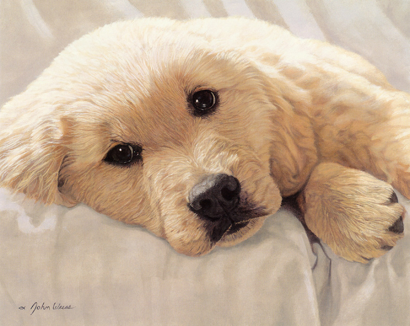 [FlowerChild scans] Painted by John Weise, Golden Retriever Pup; DISPLAY FULL IMAGE.