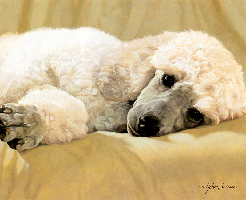 [FlowerChild scans] Painted by John Weise, White Standard Poodle; DISPLAY FULL IMAGE.
