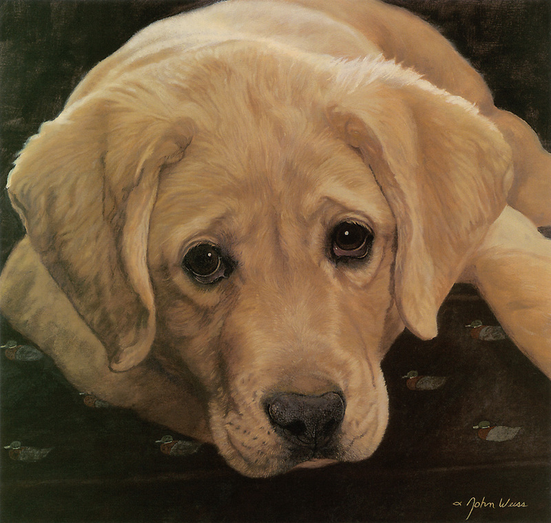 [FlowerChild scans] Painted by John Weise, Yellow Labrador Retriever Pup; DISPLAY FULL IMAGE.