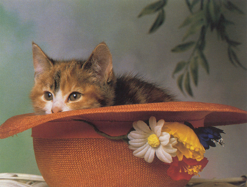 [FlowerChild scans] Cat; DISPLAY FULL IMAGE.