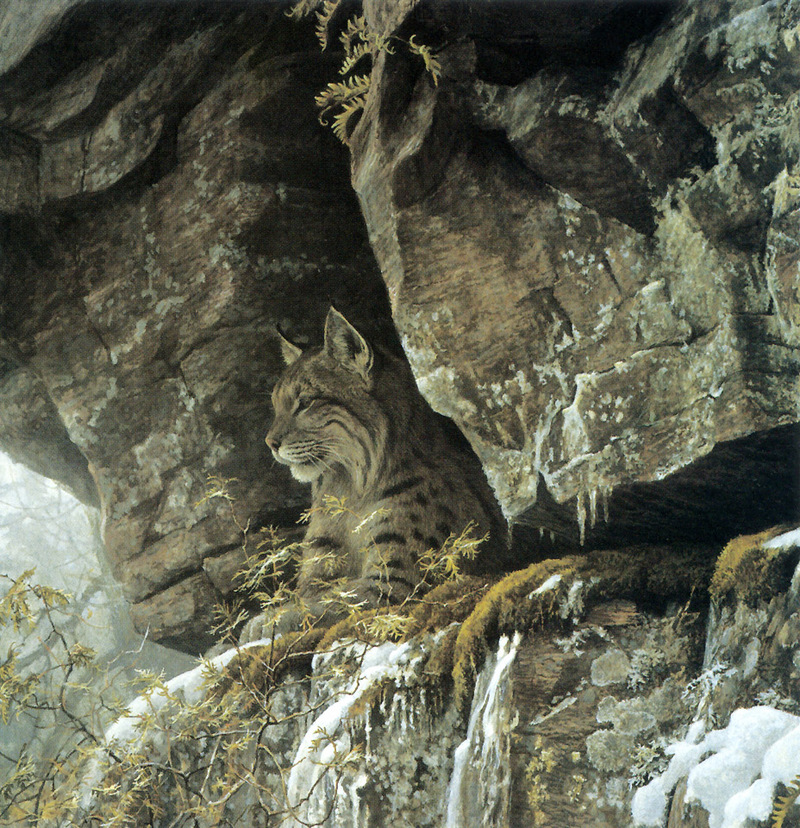 [FlowerChild scans] Painted by Robert Bateman, At the Cliff - Bobcat; DISPLAY FULL IMAGE.