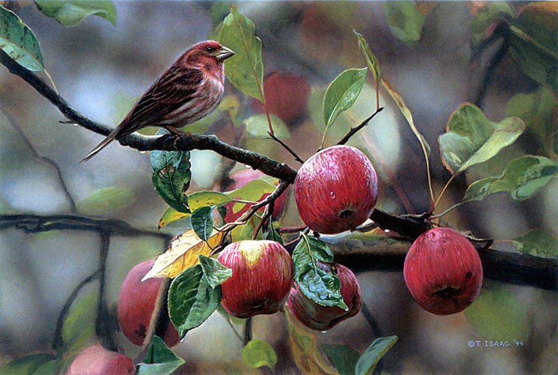 [FlowerChild scans] Painted by Terry Isaac, Appletime - Purple Finch; DISPLAY FULL IMAGE.