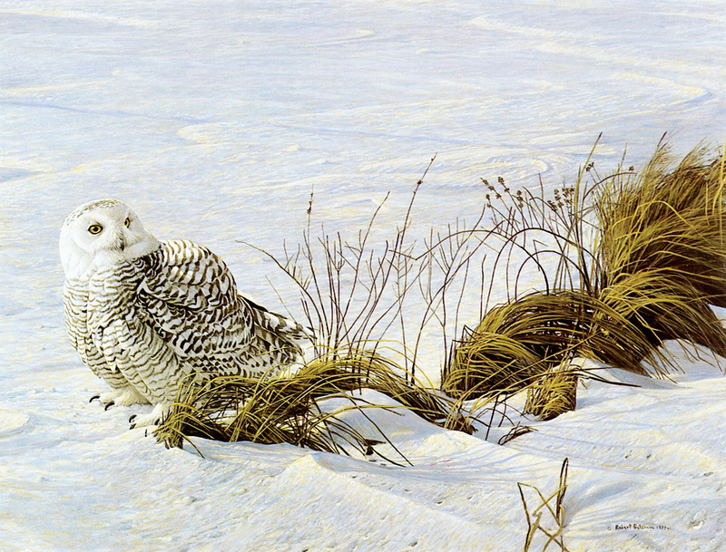 [FlowerChild scans] Painted by Robert Bateman, Afternoon Glow - Snowy Owl; DISPLAY FULL IMAGE.