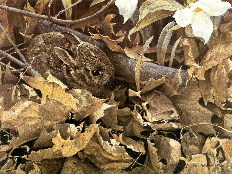 [FlowerChild scans] Painted by Robert Bateman, Among the Leaves - Cottontail Rabbit; DISPLAY FULL IMAGE.