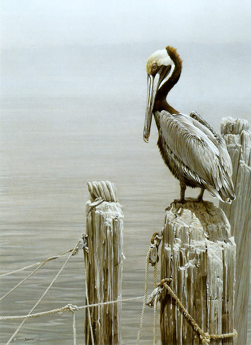 [FlowerChild scans] Painted by Robert Bateman, Brown Pelican and Pilings; DISPLAY FULL IMAGE.