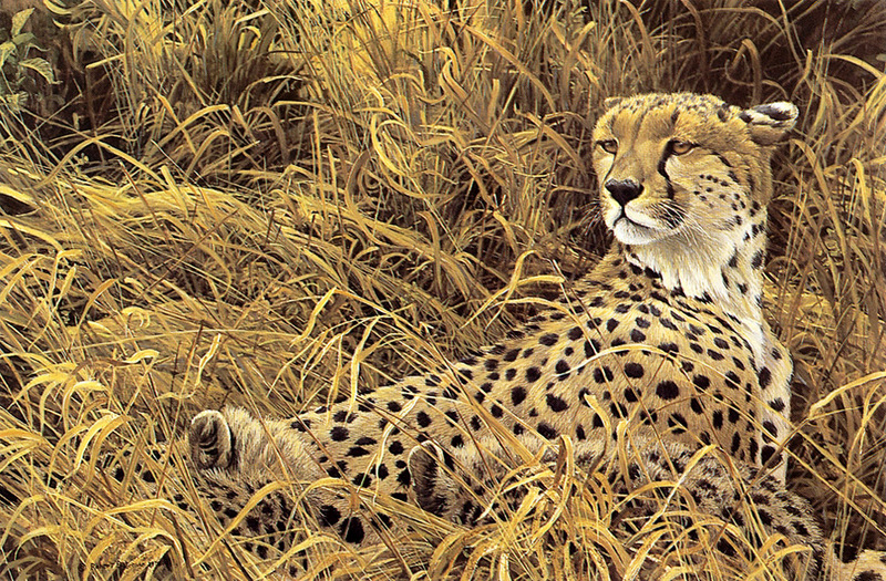 [FlowerChild scans] Painted by Robert Bateman, Cheetah with Cubs; DISPLAY FULL IMAGE.