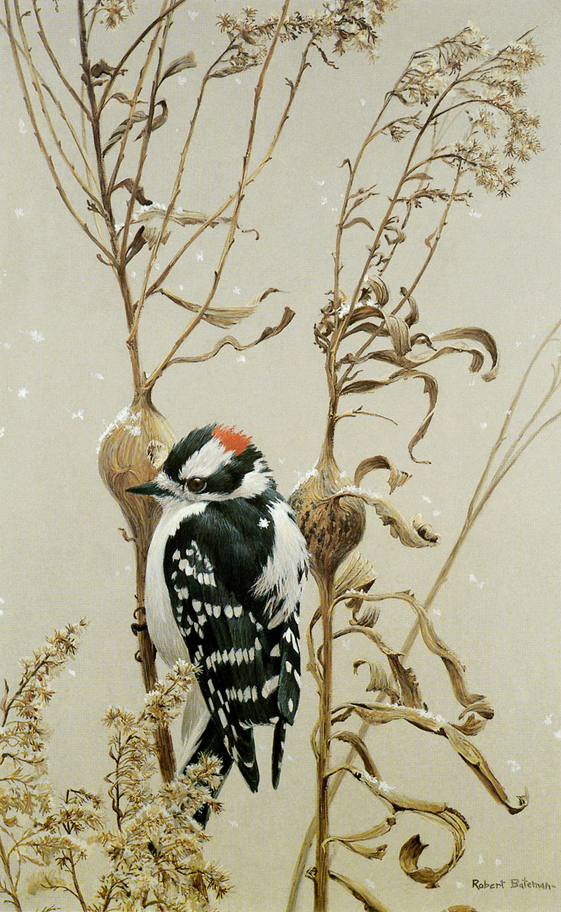 [FlowerChild scans] Painted by Robert Bateman, Downy Woodpecker - Picoides pubescens; DISPLAY FULL IMAGE.