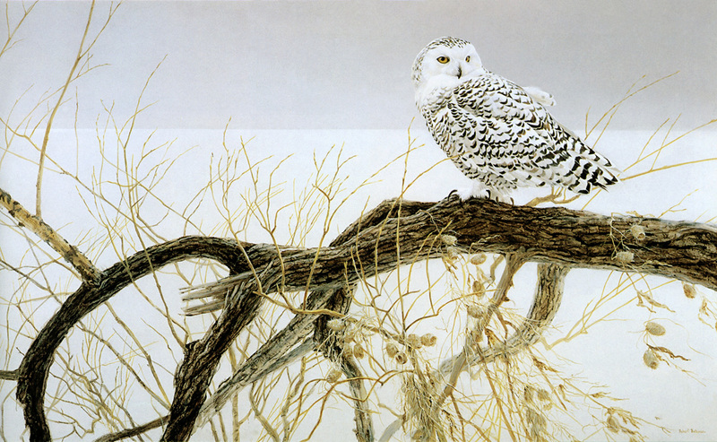 [FlowerChild scans] Painted by Robert Bateman, Fallen Willow - Snowy Owl; DISPLAY FULL IMAGE.