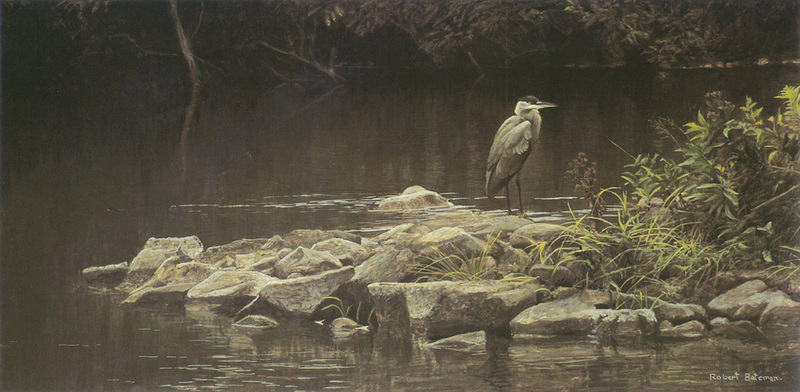 [FlowerChild scans] Painted by Robert Bateman, Heron on the Rocks; DISPLAY FULL IMAGE.