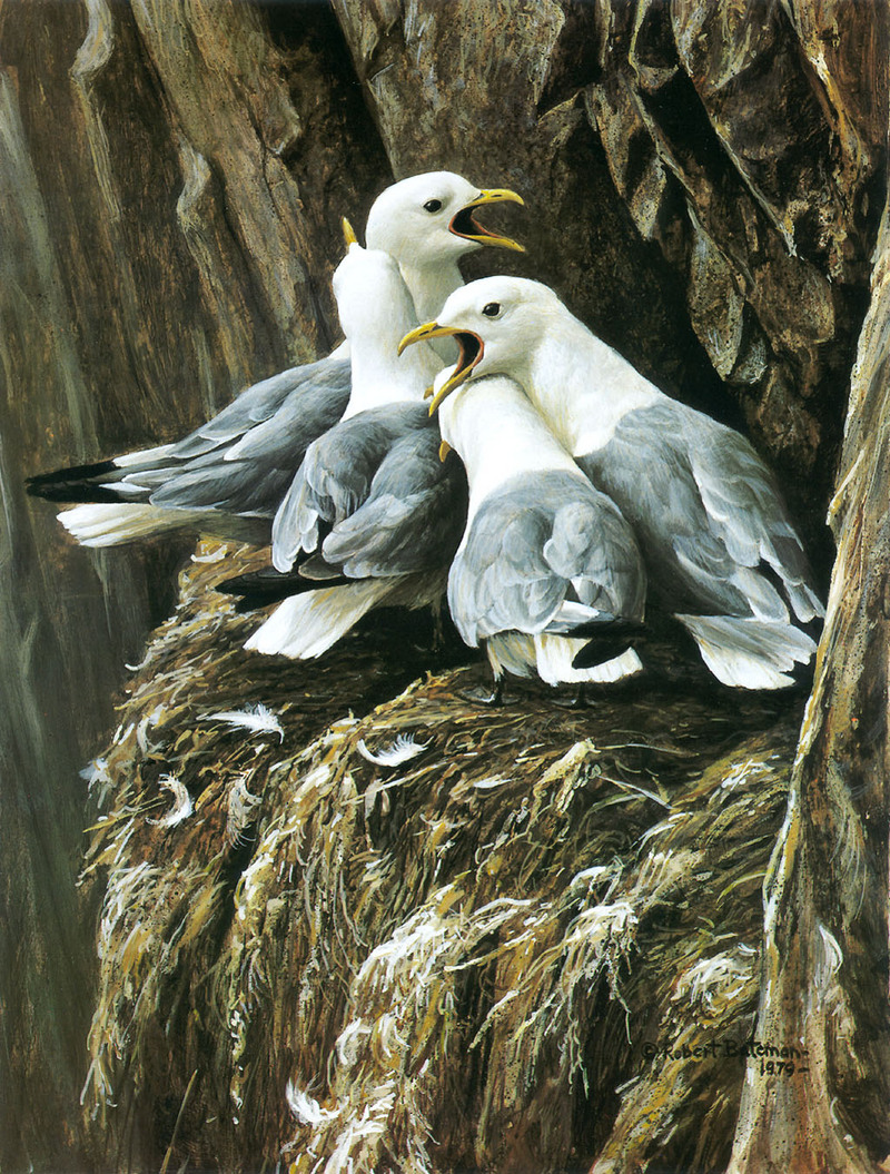 [FlowerChild scans] Painted by Robert Bateman, Kittiwake Greeting; DISPLAY FULL IMAGE.