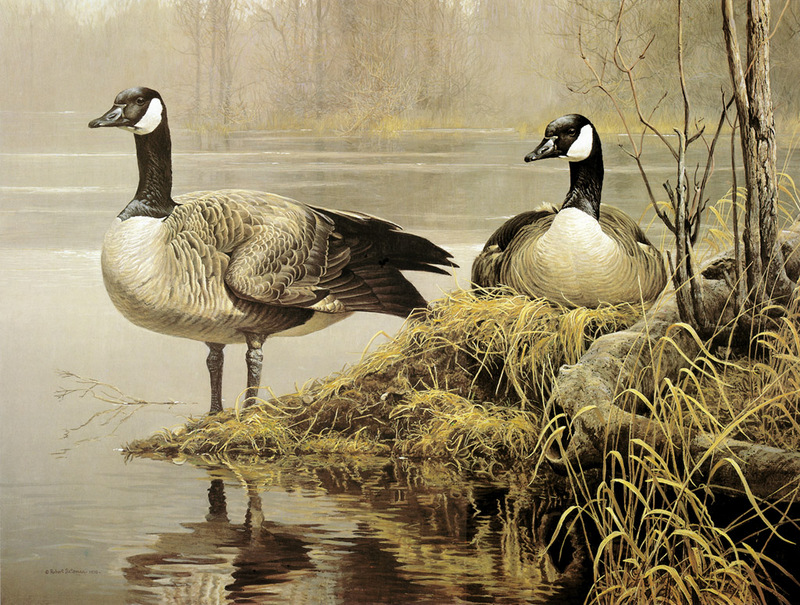 [FlowerChild scans] Painted by Robert Bateman, Nesting Geese; DISPLAY FULL IMAGE.