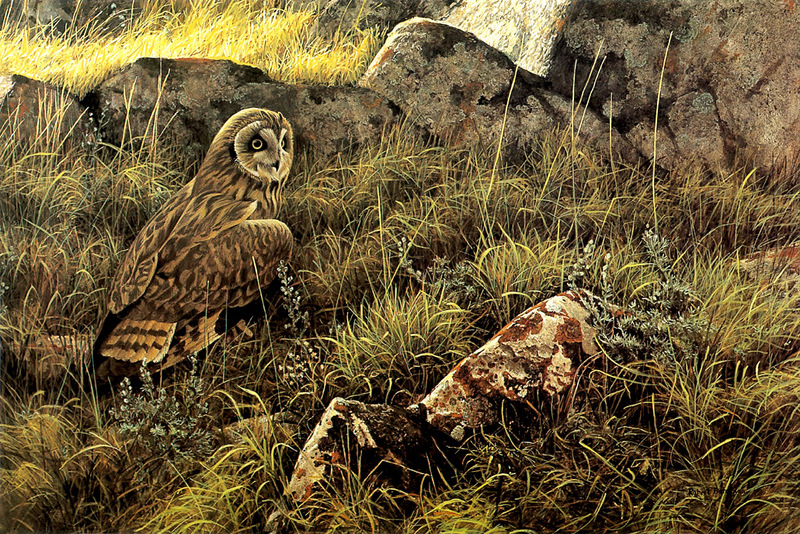 [FlowerChild scans] Painted by Robert Bateman, Prairie Evening - Short-Eared Owl; DISPLAY FULL IMAGE.