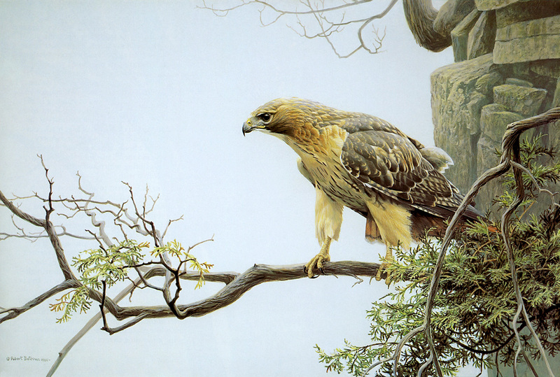 [FlowerChild scans] Painted by Robert Bateman, Red-tailed Hawk on Mount Nemo; DISPLAY FULL IMAGE.
