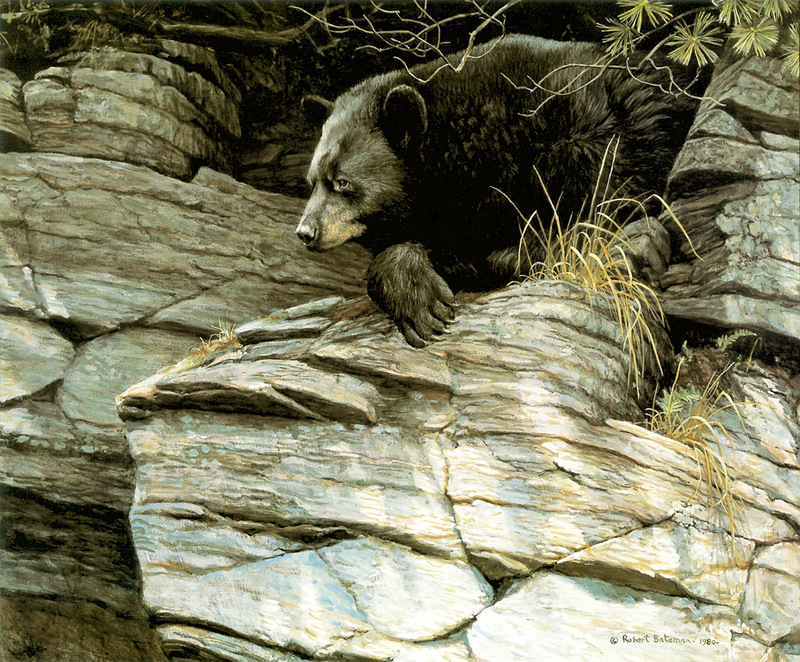 [FlowerChild scans] Painted by Robert Bateman, American Black Bear; DISPLAY FULL IMAGE.