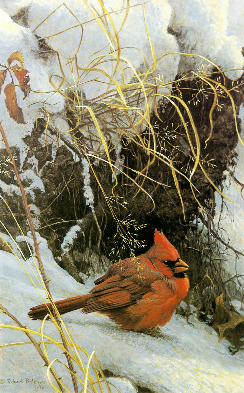 [FlowerChild scans] Painted by Robert Bateman, Winter Cardinal; DISPLAY FULL IMAGE.