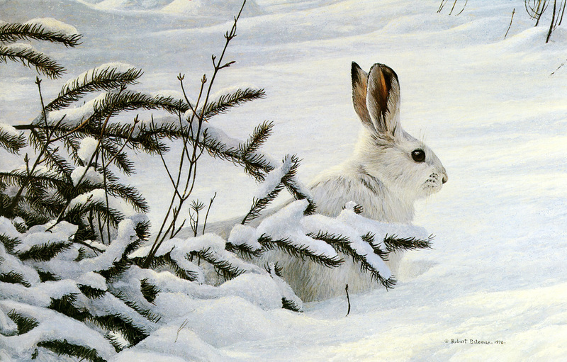 [FlowerChild scans] Painted by Robert Bateman, Winter - Snowshoe Hare; DISPLAY FULL IMAGE.