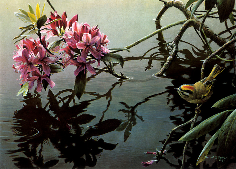 [FlowerChild scans] Painted by Robert Bateman, Golden-crowned Kinglet and Rhododendron; DISPLAY FULL IMAGE.