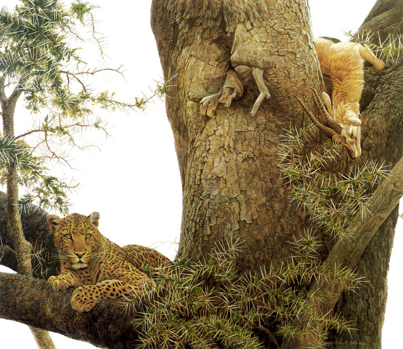 [FlowerChild scans] Painted by Robert Bateman, Leopard and Thompson's Gazelle Kill; DISPLAY FULL IMAGE.