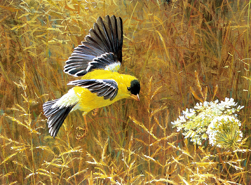 [FlowerChild scans] Painted by Robert Bateman, Queen Anne's Lace and American Goldfinch; DISPLAY FULL IMAGE.