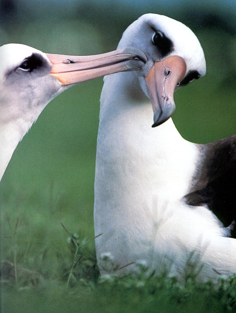 [NG Paraisos Olvidados] Albatross; DISPLAY FULL IMAGE.