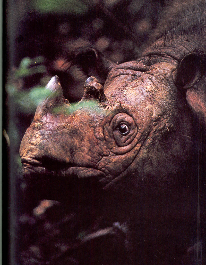 [NG Paraisos Olvidados] Rhino; DISPLAY FULL IMAGE.