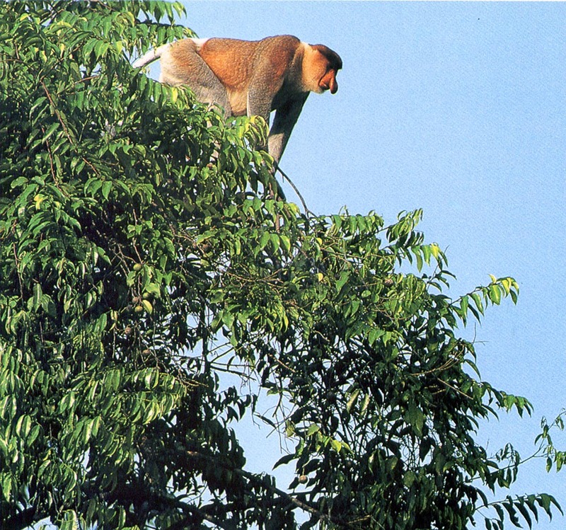 [NG Paraisos Olvidados] Proboscis Monkey (Long-nosed Monkey); DISPLAY FULL IMAGE.