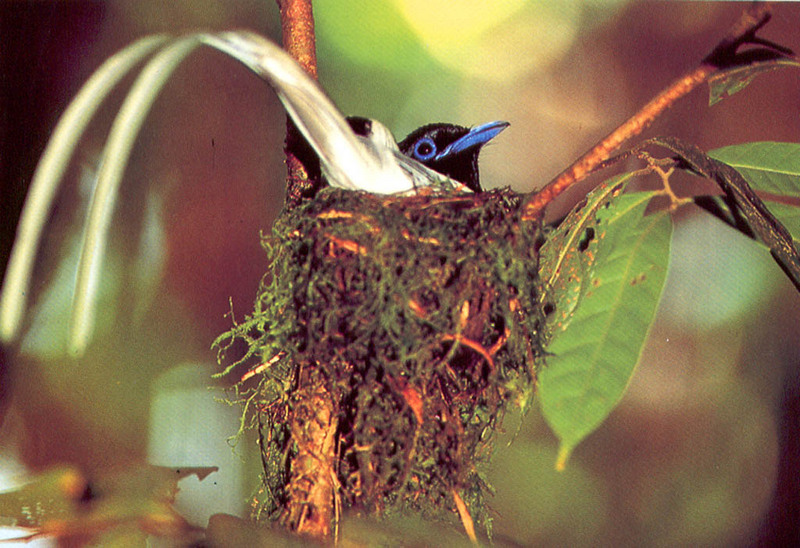 [NG Paraisos Olvidados] Flycatcher?; DISPLAY FULL IMAGE.