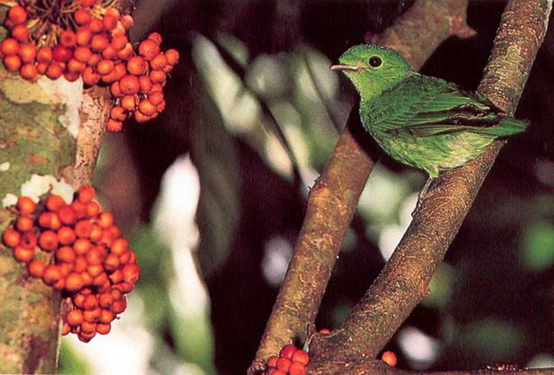 [NG Paraisos Olvidados] Warbler?; DISPLAY FULL IMAGE.