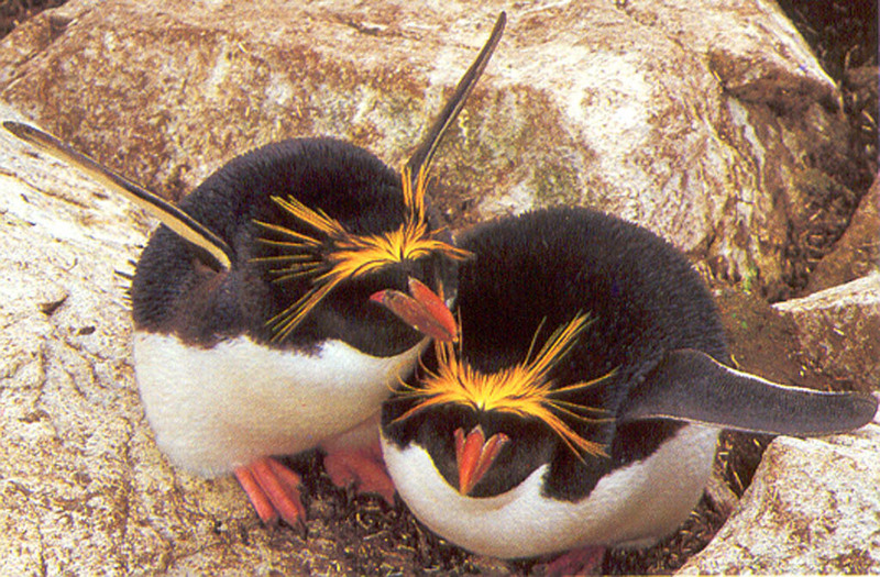 [NG Paraisos Olvidados] Macaroni Penguins; DISPLAY FULL IMAGE.