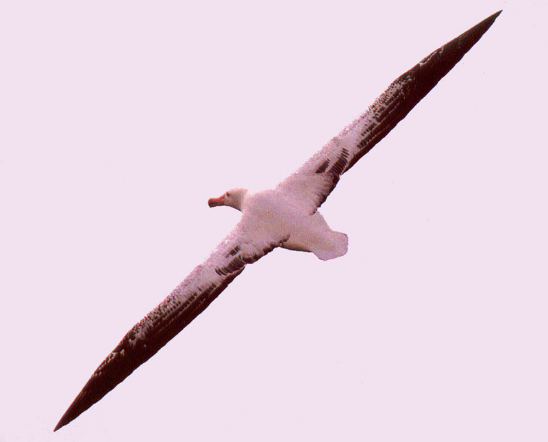 [NG Paraisos Olvidados] Albatross; DISPLAY FULL IMAGE.