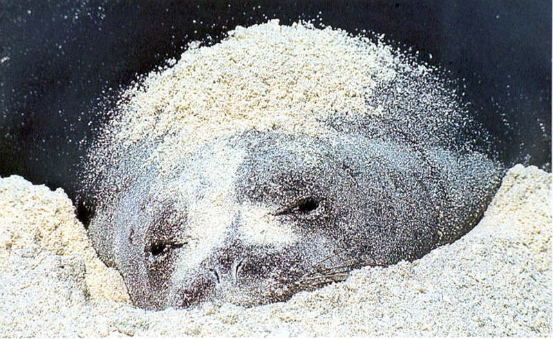 [NG Paraisos Olvidados] Elephant Seal; DISPLAY FULL IMAGE.