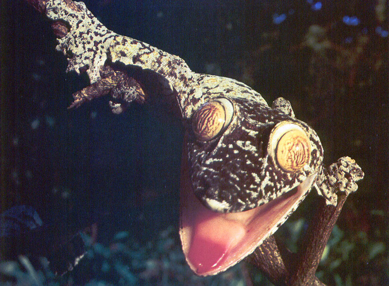 [NG Paraisos Olvidados] Gecko; DISPLAY FULL IMAGE.