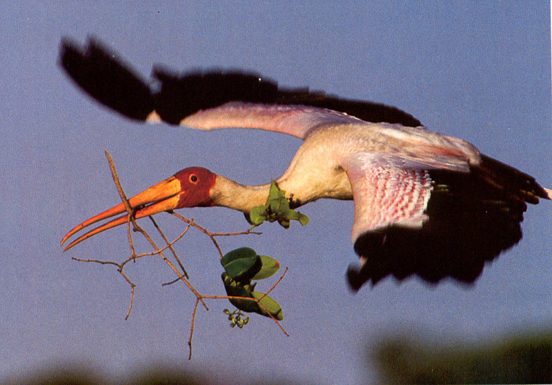 [NG Paraisos Olvidados] Yellow-billed Stork; DISPLAY FULL IMAGE.