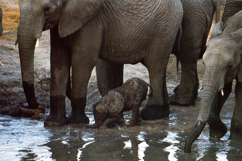 [NG Paraisos Olvidados] African Elephants; DISPLAY FULL IMAGE.