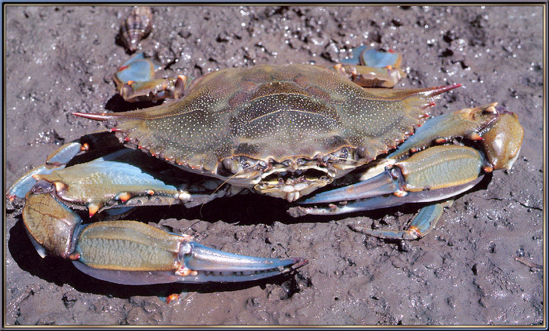 [Sj scans - Critteria 1] Blue Crab; DISPLAY FULL IMAGE.