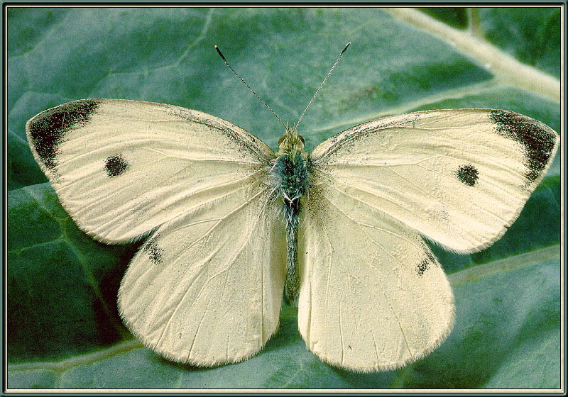 [Sj scans - Critteria 1] Cabbage White Butterfly; DISPLAY FULL IMAGE.