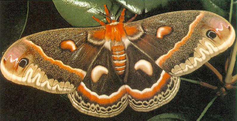 [Sj scans - Critteria 1] Cecropia Moth; DISPLAY FULL IMAGE.