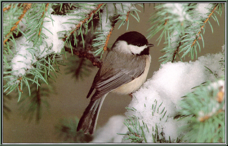 [Sj scans - Critteria 1] Black-capped Chickadee; DISPLAY FULL IMAGE.