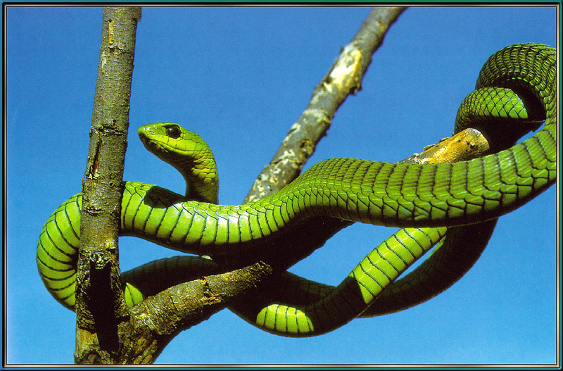 [Sj scans - Critteria 1] Common Boomslang; DISPLAY FULL IMAGE.