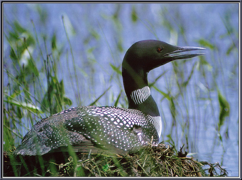 [Sj scans - Critteria 1] Common Loon; DISPLAY FULL IMAGE.