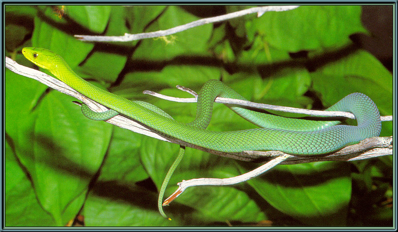 [Sj scans - Critteria 1] Eastern Green Mamba (Dendroaspis angusticeps) {!--동부초록맘바-->; DISPLAY FULL IMAGE.