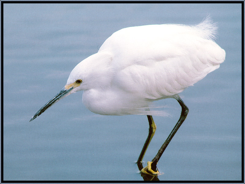 [Sj scans - Critteria 1] Snowy Egret; DISPLAY FULL IMAGE.