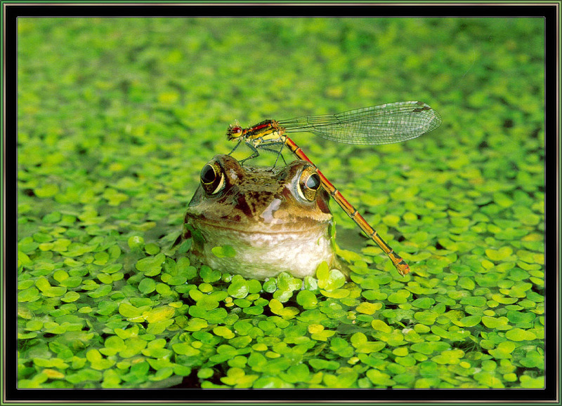 [Sj scans - Critteria 1] Frog In Duckweed - Damselfly On Head; DISPLAY FULL IMAGE.