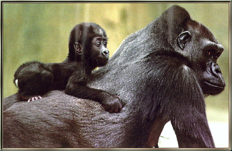 [Sj scans - Critteria 2]  Gorillas; DISPLAY FULL IMAGE.